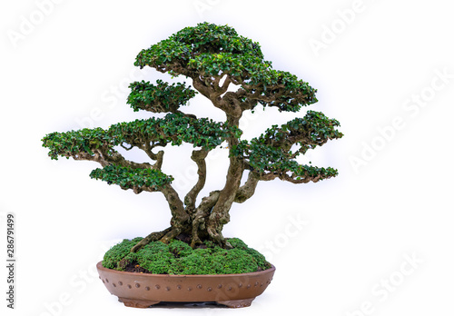 Green old bonsai tree isolated on white background in a pot plant create beautiful art in nature.  All to say in human life must be strong rise, patience overcome all challenges to live good and usefu photo