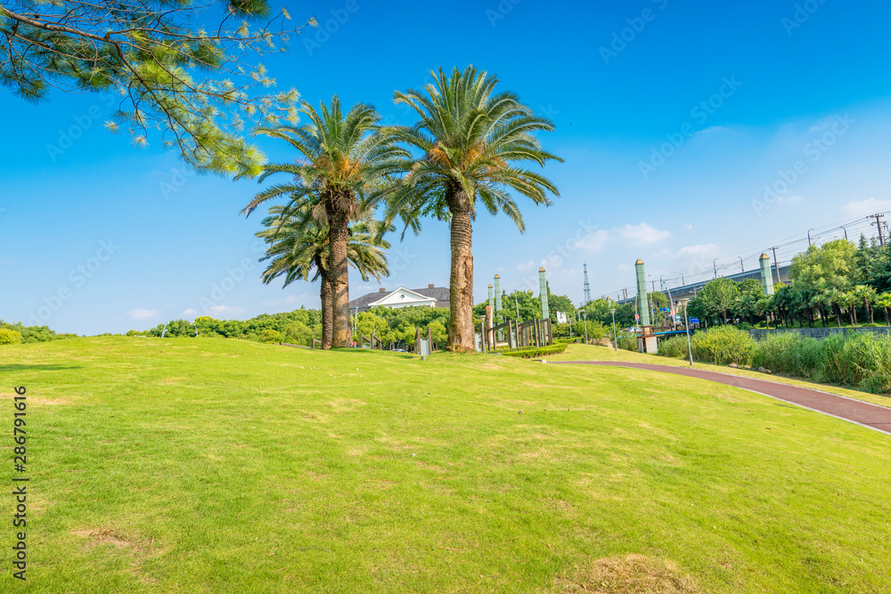 Palm trees in Meilan Lake Park, Shanghai, China Palm trees in Meilan Lake Park, Shanghai, China