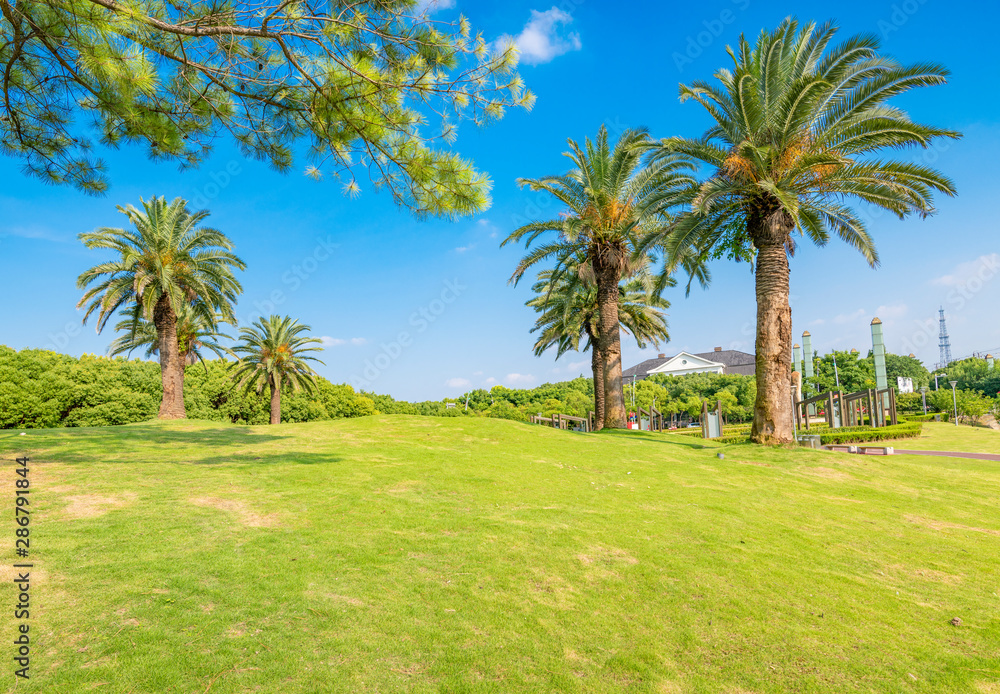 Palm trees in Meilan Lake Park, Shanghai, China Palm trees in Meilan Lake Park, Shanghai, China