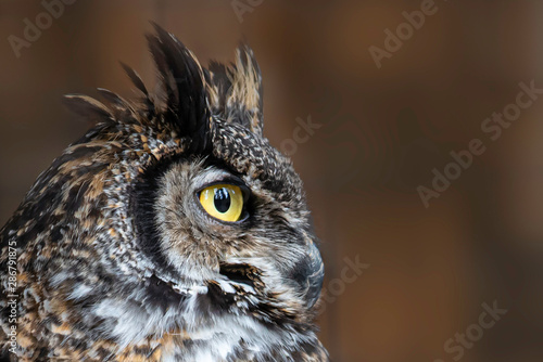 Horned owl staring, head shot - side view