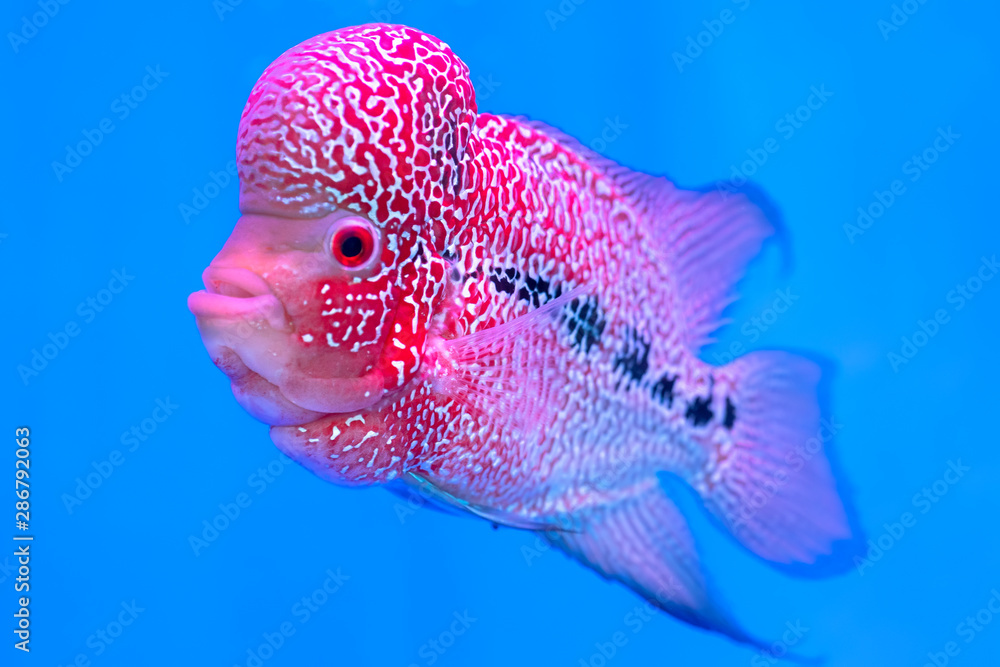 Foto de Flowerhorn Cichlid Colorful fish swimming in fish tank. This is ...
