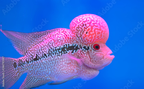 Flowerhorn Cichlid Colorful fish swimming in fish tank. This is an ornamental fish that symbolizes the luck of feng shui in the home of the Asian people