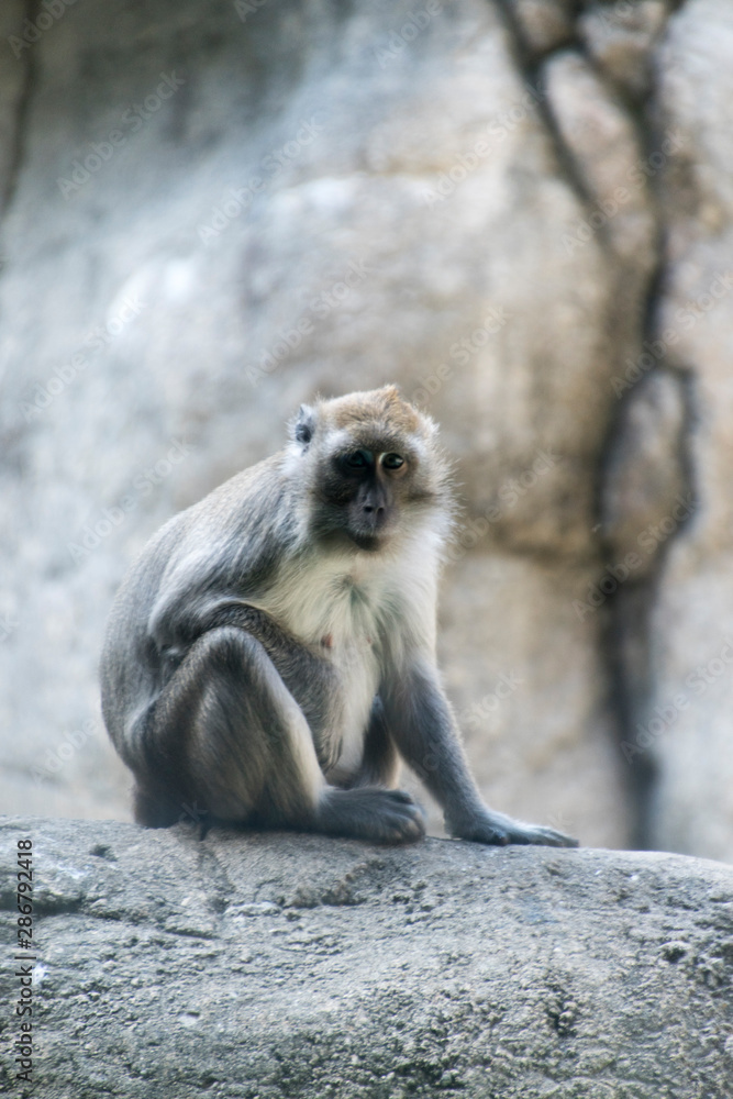 Naklejka premium monkey 2