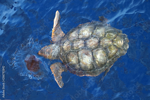 Pacific Green Turtle (Chelonia mydas) eating jellyfish closeup. Giant green sea turtle in natural habitat in North Pacific ocean.