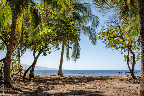 Palm trees and other tropical trees on a scrubby beach leading to the ocean near Pu'ukohola Heiau National Historic Site photo