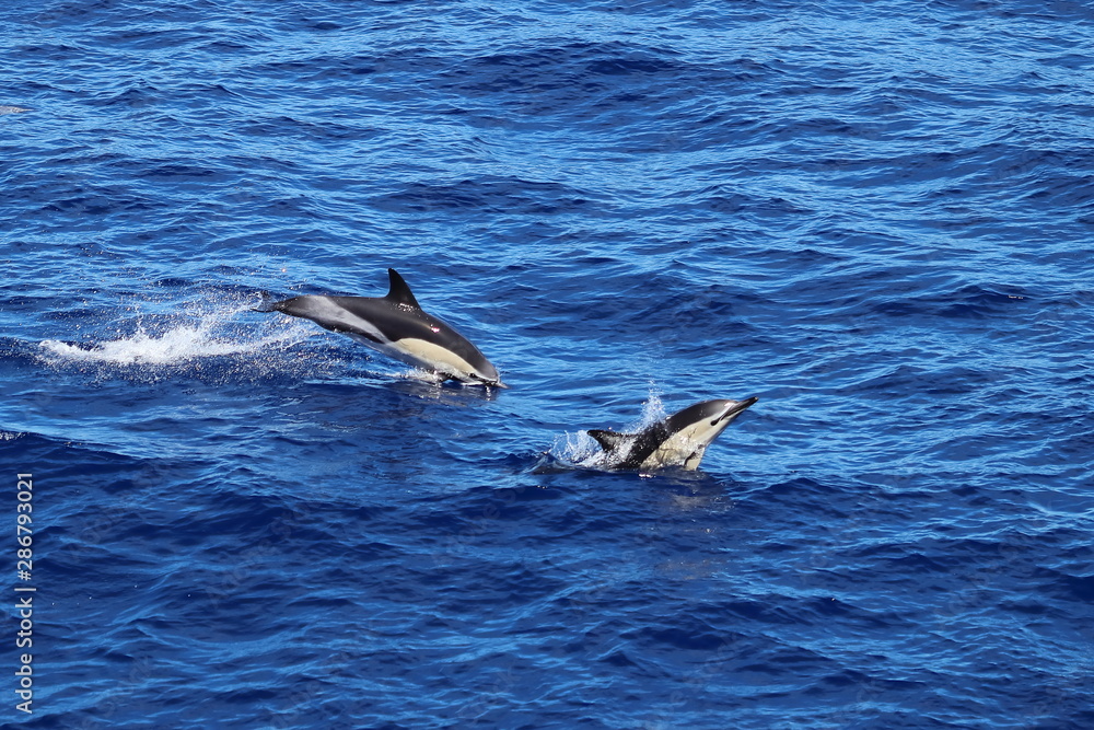 Fototapeta premium Dolphins swimming and jumping in the ocean. Common dolphin Delphinus delphis in natural habitat. Marine mammal in Norht Pacific ocean.