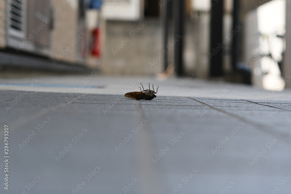 Fototapeta premium 蝉の亡骸