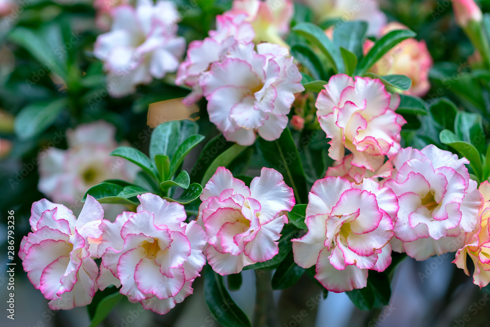 Fototapeta premium Tropical frangipani flowers blooming in the garden flavor shine when spring comes