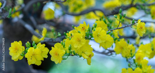 Apricot flowers blooming in Lunar New Year with yellow blooming fragrant petals signaling spring has come, this is the symbolic flower for good luck