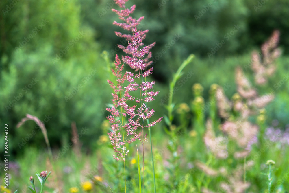blooming wild meadow flowers on a warm summer evening blooming wild meadow flowers on a warm summer evening