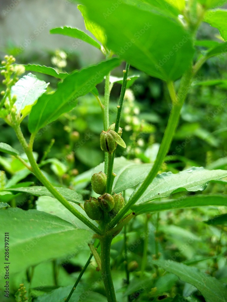 Nature green fresh Plant Nature green fresh Plant