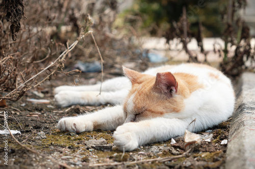 穏やかに眠る野良猫