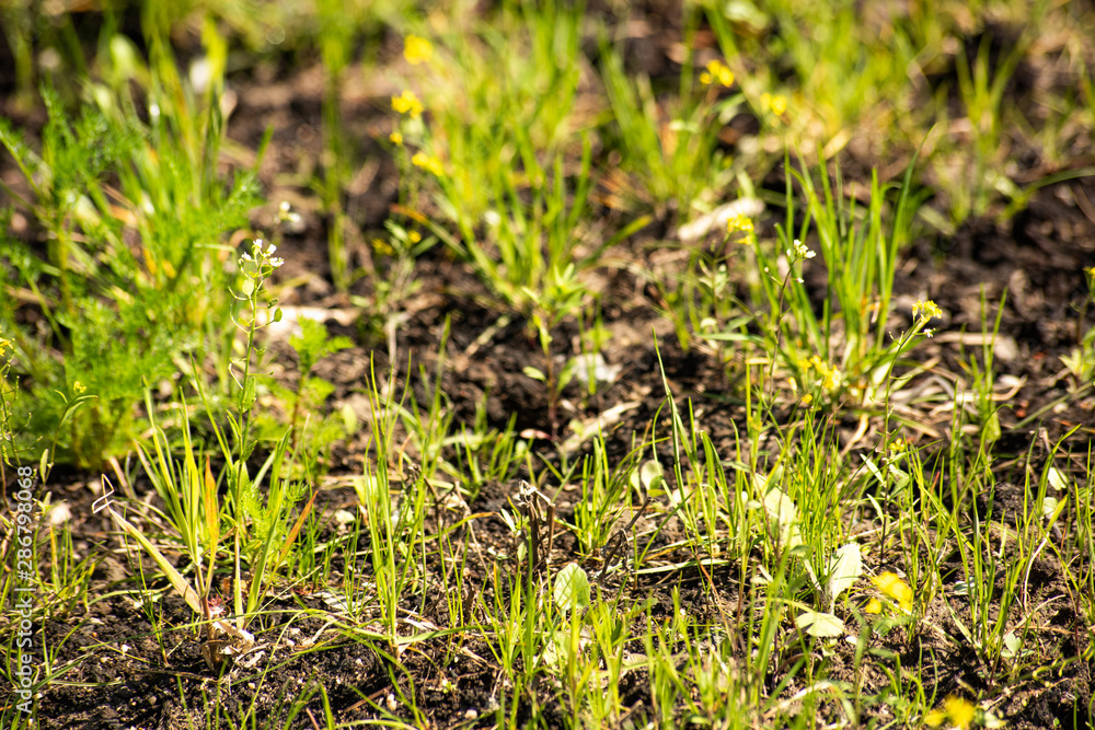 Young grass grows through the ground in the spring Young grass grows through the ground in the spring