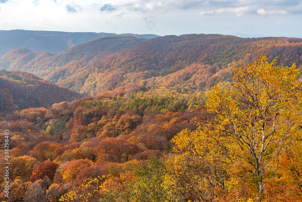 Autumn foliage scenery. Aerial view of valley and stream in fall season. Colorful forest trees background in red, orange, and golden colors Autumn foliage scenery. Aerial view of valley and stream in fall season. Colorful forest trees background in red, orange, and golden colors