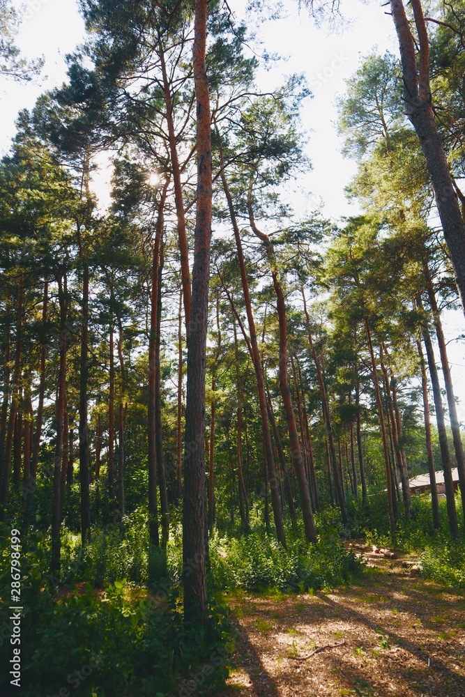 Fototapeta premium Trees make up the Nature, plus OXYGEN.