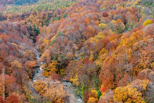 Autumn foliage scenery. Aerial view of valley and stream in fall season. Colorful forest trees background in red, orange, and golden colors