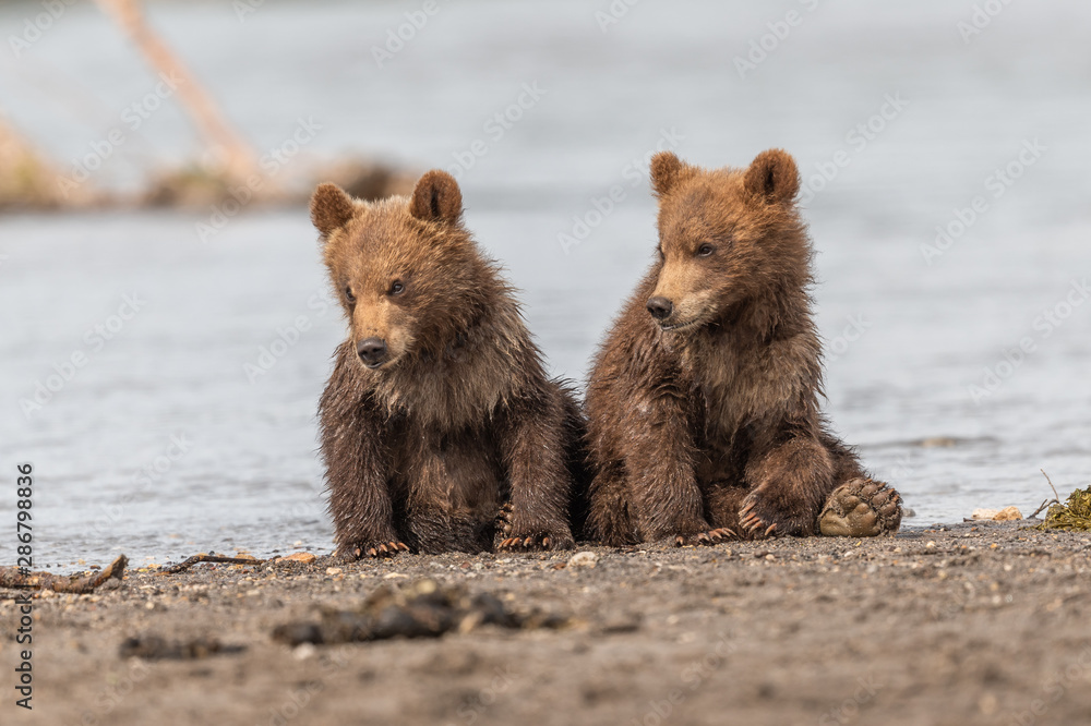 Ruling the landscape, brown bears of Kamchatka (Ursus arctos beringianus) Ruling the landscape, brown bears of Kamchatka (Ursus arctos beringianus)
