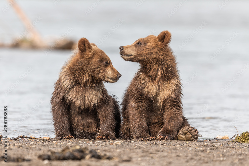 Ruling the landscape, brown bears of Kamchatka (Ursus arctos beringianus) Ruling the landscape, brown bears of Kamchatka (Ursus arctos beringianus)