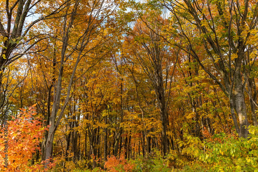 Fototapeta premium Colorful trees in forest. Autumn foliage scenery view, full of magnificent colours in red, orange, and golden colors foliage