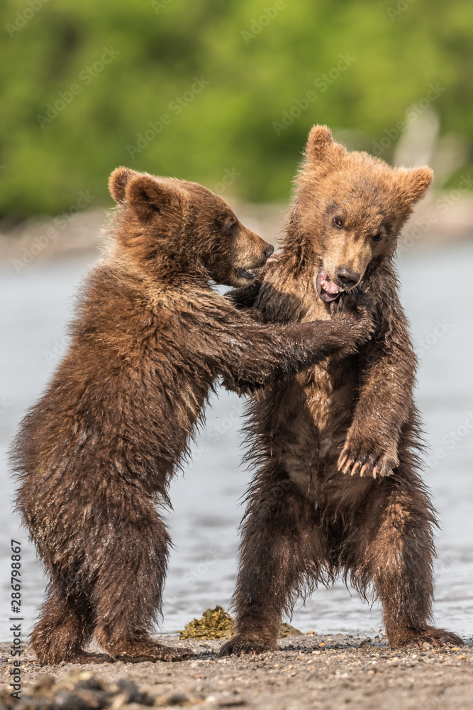 Obraz premium Ruling the landscape, brown bears of Kamchatka (Ursus arctos beringianus)