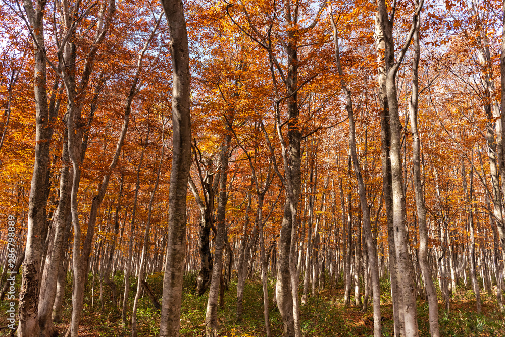 Fototapeta premium Colorful trees in forest. Autumn foliage scenery view, full of magnificent colours in red, orange, and golden colors foliage