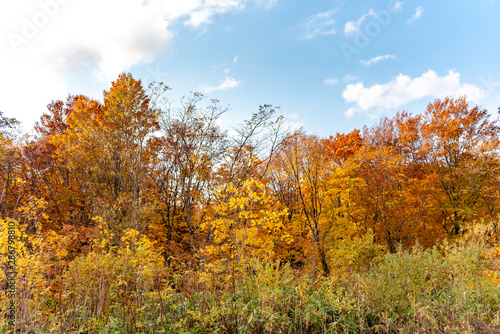 Autumn foliage scenery view  beautiful landscapes. Colorful forest trees in the foreground  and sky in the background