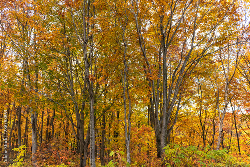 Colorful trees in forest. Autumn foliage scenery view, full of magnificent colours in red, orange, and golden colors foliage © Shawn.ccf