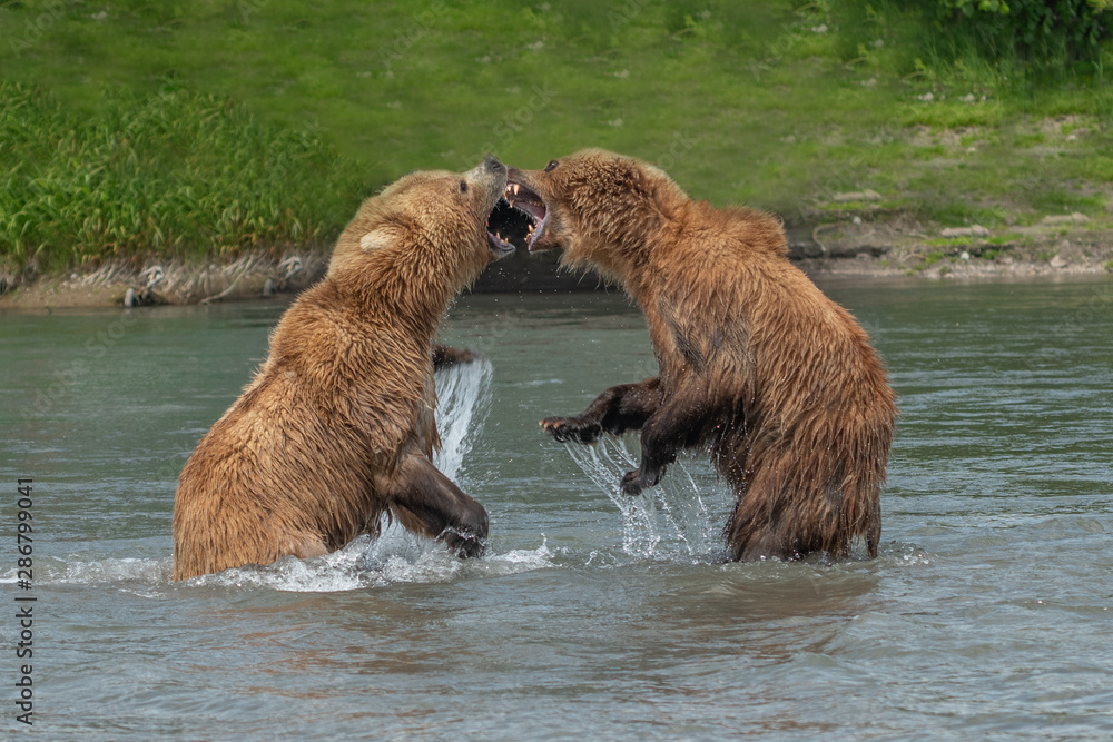 Obraz premium Ruling the landscape, brown bears of Kamchatka (Ursus arctos beringianus)