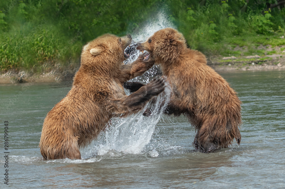 Obraz premium Ruling the landscape, brown bears of Kamchatka (Ursus arctos beringianus)