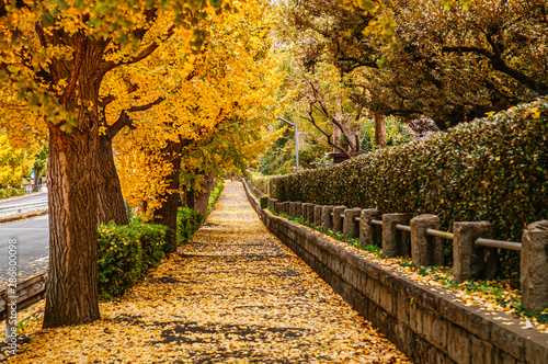 Tokyo yellow ginkgo tree street near Jingu gaien avanue in autumn photo