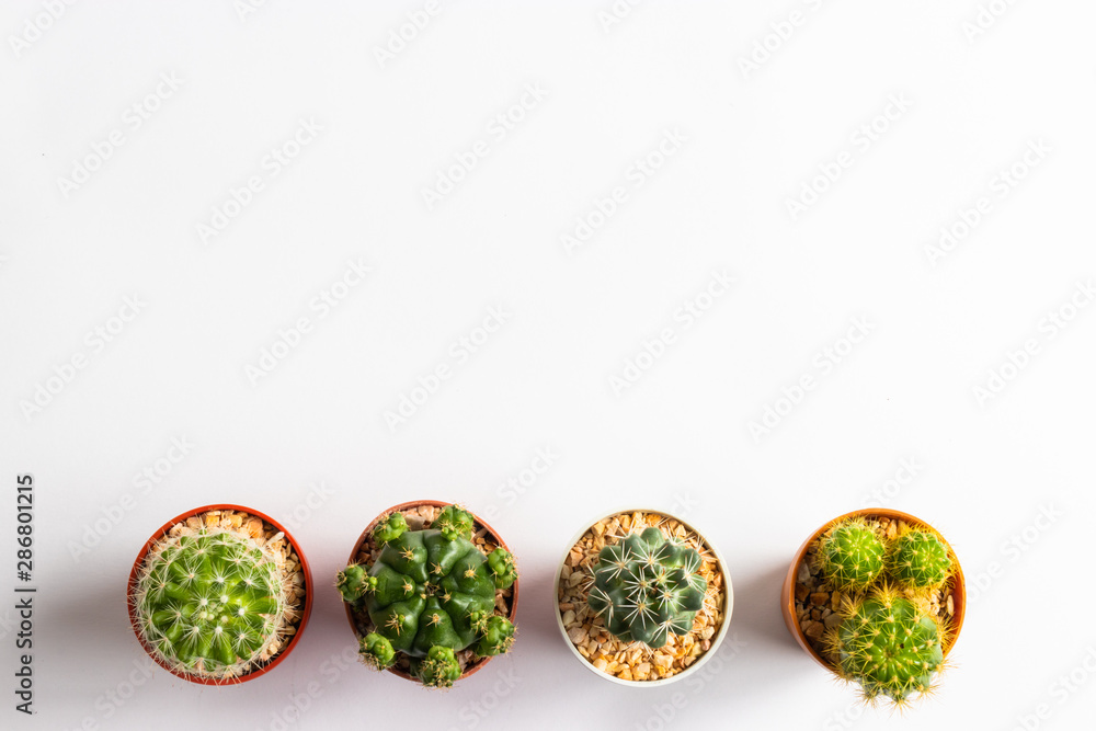 set of various cactus plants in pots. Cactus plant in different pot and view on table front of white wall set of various cactus plants in pots. Cactus plant in different pot and view on table front of white wall