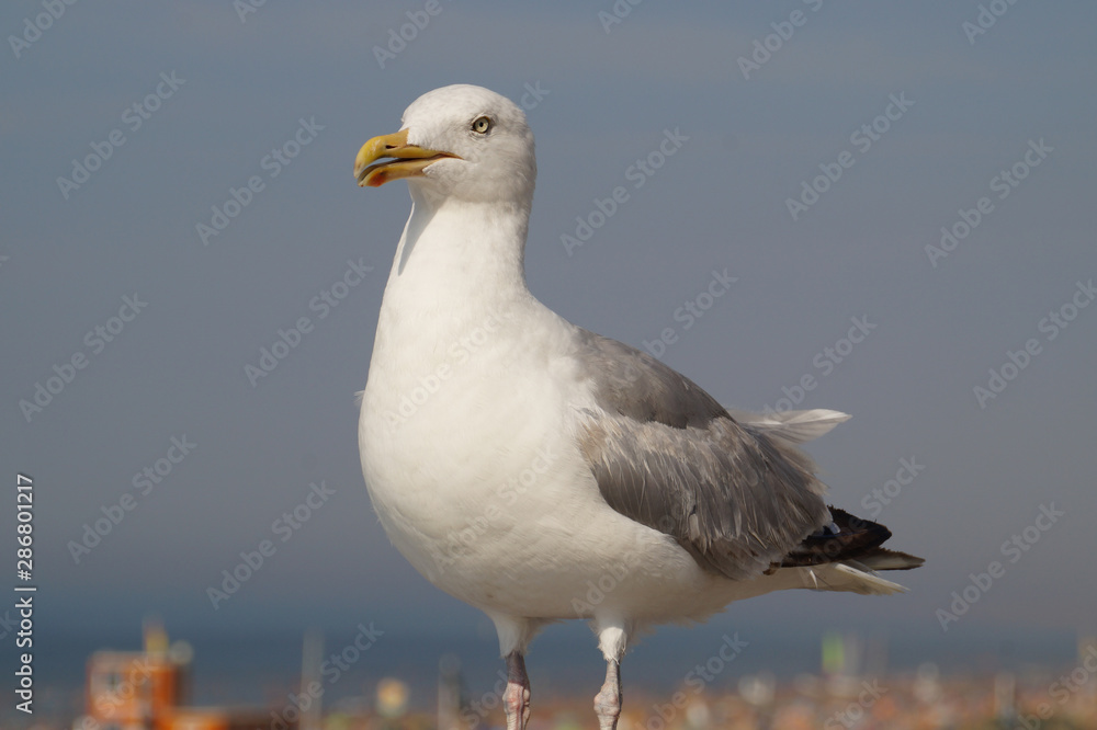 seagull on a post