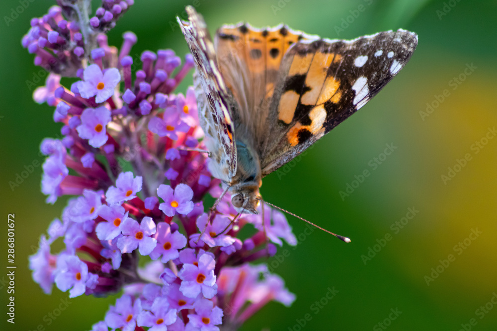 Obraz premium Schmetterling Kleiner Fuchs im Flieder auf Nektarsuche und Bestäubung Fliederbusch Makro mit unscharfem Hintergrund und copy space im Gegenlicht zeigt die Schönheit der Falter