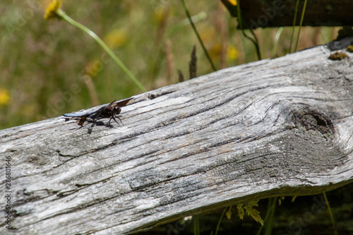 A dragon fly sitting on a grey fence rai