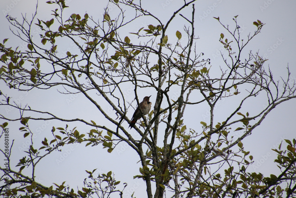 A northern flicker perched in a tree A northern flicker perched in a tree
