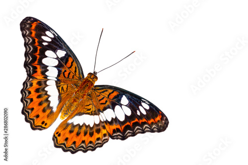 Isolated dorsal view of Commander butterfly ( Moduza procris ) on white