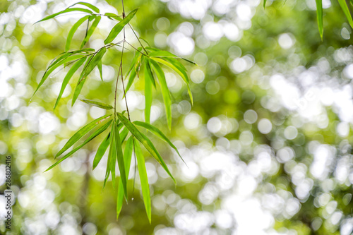 Green nature background. Bamboo leaves and green bokeh background , Selective focus