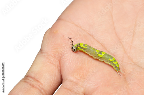 Caterpillar of common pasha butterly ( Herona marathus ) resting on hand photo