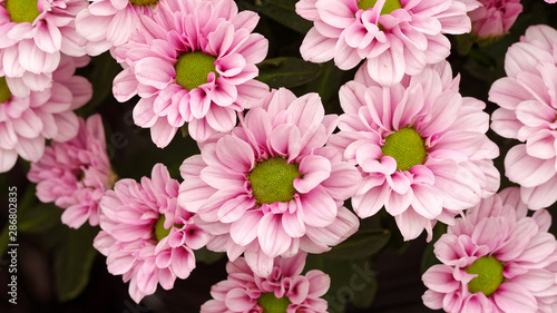 Autumn flowers series  beautiful pink chrysanthemum with green heart  top view  macro image.