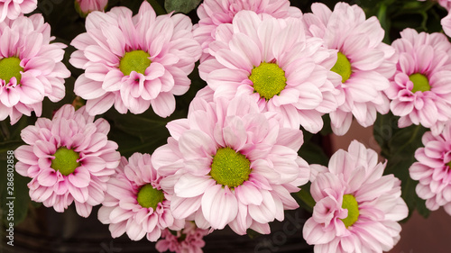 Autumn flowers series  beautiful pink chrysanthemum with green heart  top view  macro image.