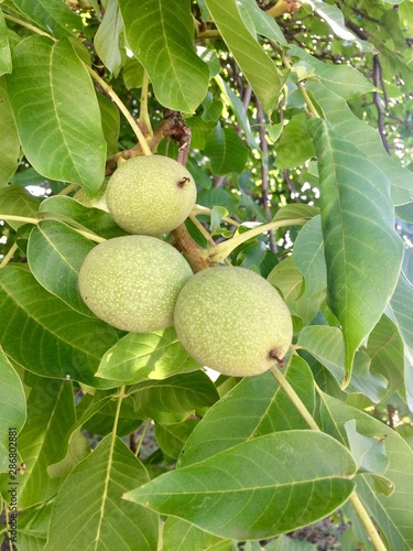 walnuts on tree