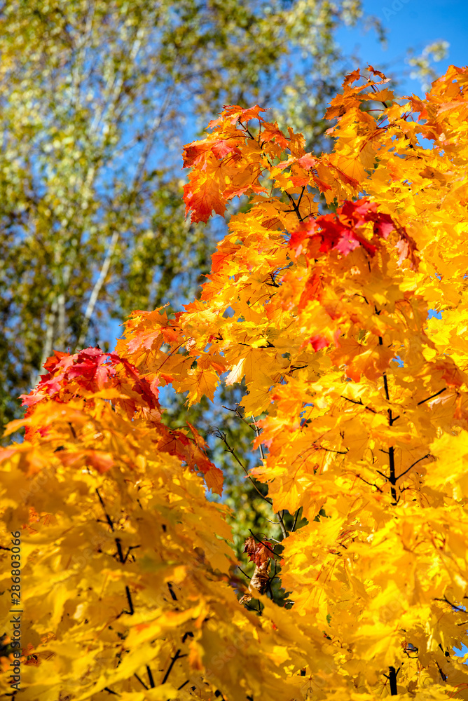 Autumn background-yellow maple leaves in the city Park Autumn background-yellow maple leaves in the city Park