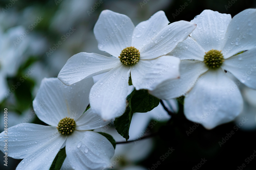 flowers flowers