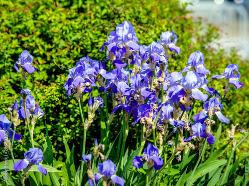 Blue irises bloom in the botanical garden