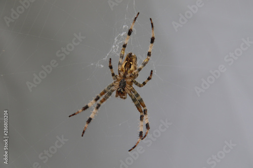 A closeup of a garden spider