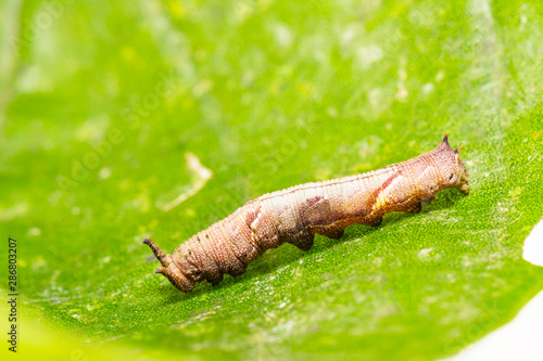 Caterpillar of popinjay butterflyresting on theirs host plant leaf photo