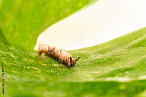 Caterpillar of popinjay butterflyresting on theirs host plant leaf photo