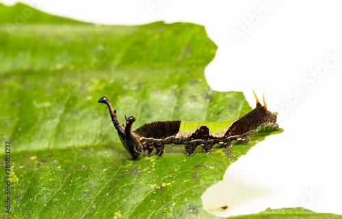 Caterpillar of popinjay butterflyresting on theirs host plant leaf photo