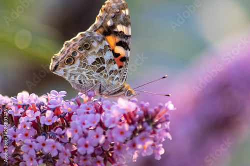 Schmetterling Kleiner Fuchs im Flieder auf Nektarsuche und Bestäubung Fliederbusch Makro mit unscharfem Hintergrund und copy space im Gegenlicht zeigt die Schönheit der Falter photo