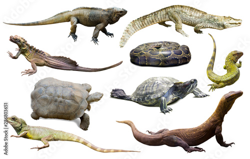 collection of reptiles